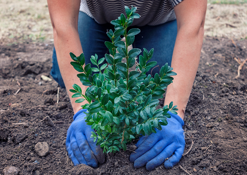 Planting | Nature's Edge Design + Build Landscapes